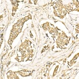 Immunohistochemistry - Anti-LC3B Antibody (A88439) - Antibodies.com