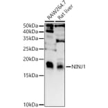 Western Blot - Anti-Ninjurin 1 Antibody (A88440) - Antibodies.com