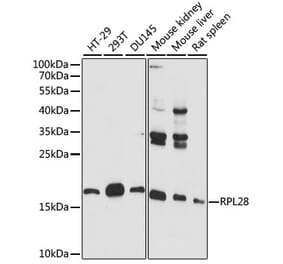 Western Blot - Anti-RPL28 Antibody (A88442) - Antibodies.com