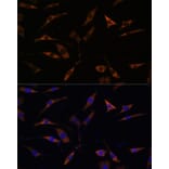 Immunofluorescence - Anti-RPL28 Antibody (A88442) - Antibodies.com
