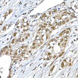Immunohistochemistry - Anti-SNRPD1 Antibody (A88444) - Antibodies.com