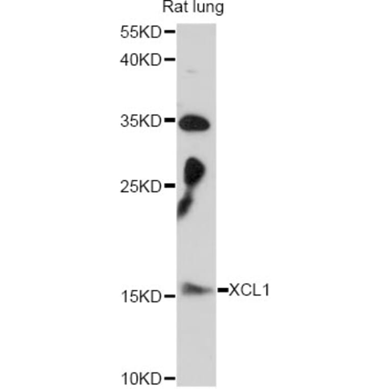 Western Blot - Anti-XCL1 Antibody (A14490) - Antibodies.com