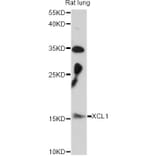 Western Blot - Anti-XCL1 Antibody (A14490) - Antibodies.com