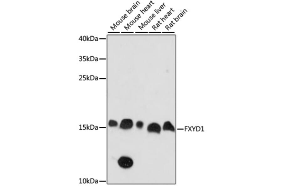 Western Blot - Anti-FXYD1/PLM Antibody (A88447) - Antibodies.com