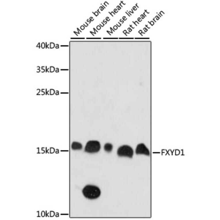 Western Blot - Anti-FXYD1/PLM Antibody (A88447) - Antibodies.com