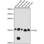 Western Blot - Anti-FXYD1/PLM Antibody (A88447) - Antibodies.com