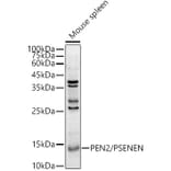 Western Blot - Anti-PEN2 Antibody (A88448) - Antibodies.com