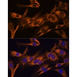 Immunofluorescence - Anti-RPL36AL Antibody (A88453) - Antibodies.com