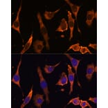 Immunofluorescence - Anti-RPL36AL Antibody (A88453) - Antibodies.com
