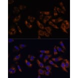 Immunofluorescence - Anti-RPL36AL Antibody (A88453) - Antibodies.com