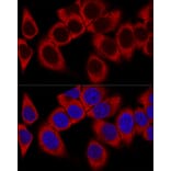 Immunofluorescence - Anti-RPL36AL Antibody (A88453) - Antibodies.com