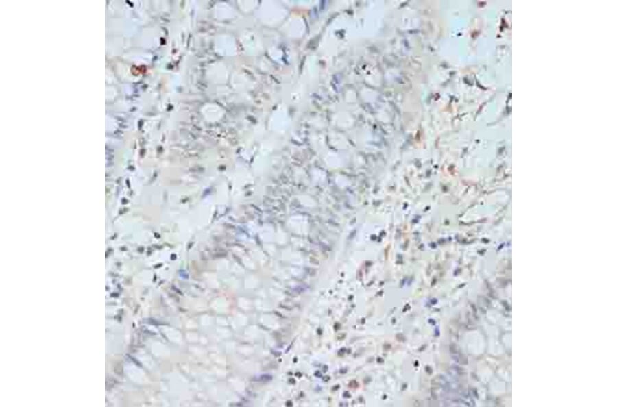 Immunohistochemistry - Anti-TCEB2/Elongin-B Antibody (A88455) - Antibodies.com