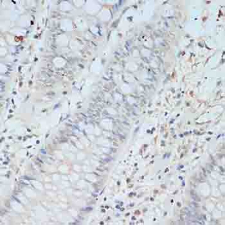 Immunohistochemistry - Anti-TCEB2/Elongin-B Antibody (A88455) - Antibodies.com