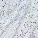 Immunohistochemistry - Anti-TCEB2/Elongin-B Antibody (A88455) - Antibodies.com