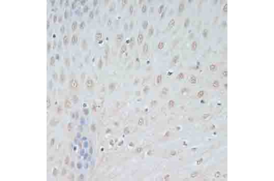 Immunohistochemistry - Anti-TCEB2/Elongin-B Antibody (A88455) - Antibodies.com