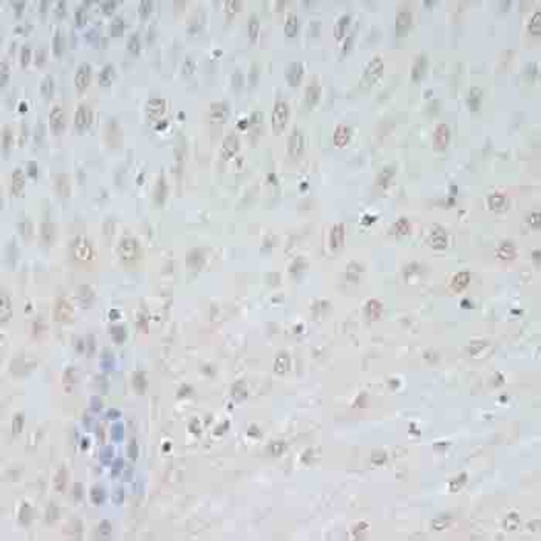 Immunohistochemistry - Anti-TCEB2/Elongin-B Antibody (A88455) - Antibodies.com