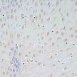 Immunohistochemistry - Anti-TCEB2/Elongin-B Antibody (A88455) - Antibodies.com