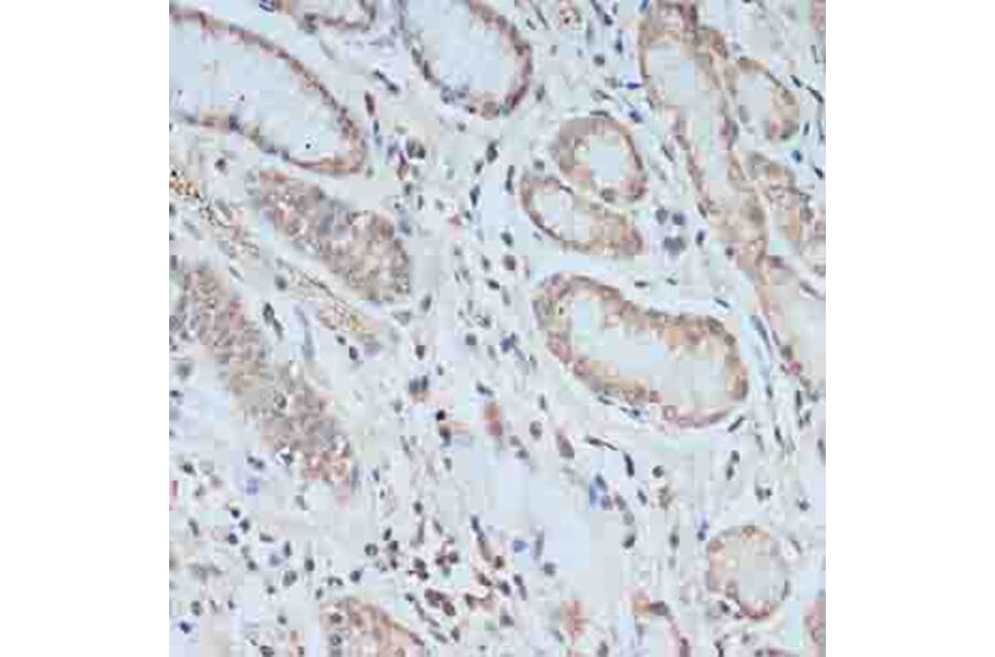 Immunohistochemistry - Anti-TCEB2/Elongin-B Antibody (A88455) - Antibodies.com