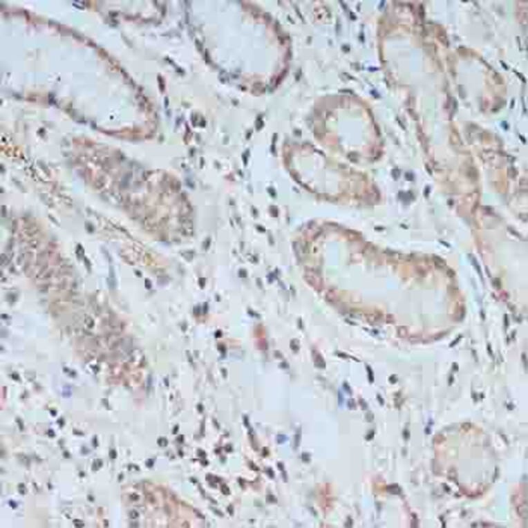 Immunohistochemistry - Anti-TCEB2/Elongin-B Antibody (A88455) - Antibodies.com