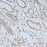 Immunohistochemistry - Anti-TCEB2/Elongin-B Antibody (A88455) - Antibodies.com