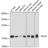 Western Blot - Anti-RPL32 Antibody (A88458) - Antibodies.com