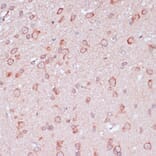 Immunohistochemistry - Anti-RPL32 Antibody (A88458) - Antibodies.com