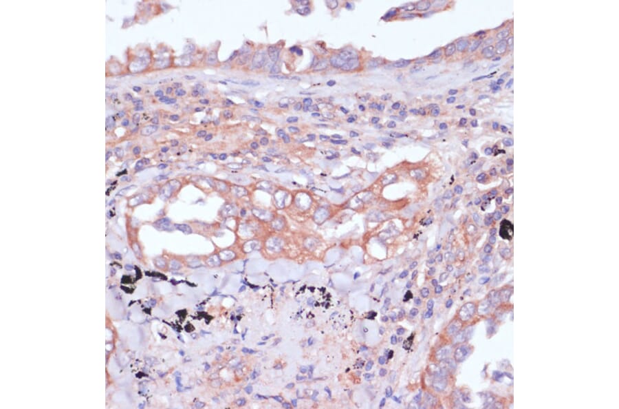 Immunohistochemistry - Anti-RPL32 Antibody (A88458) - Antibodies.com