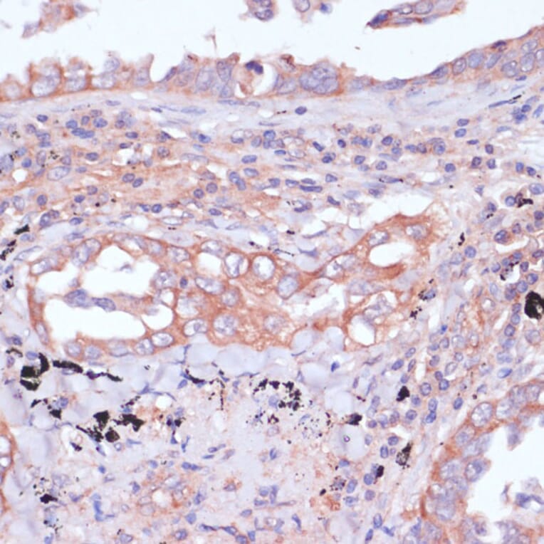 Immunohistochemistry - Anti-RPL32 Antibody (A88458) - Antibodies.com