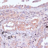 Immunohistochemistry - Anti-RPL32 Antibody (A88458) - Antibodies.com