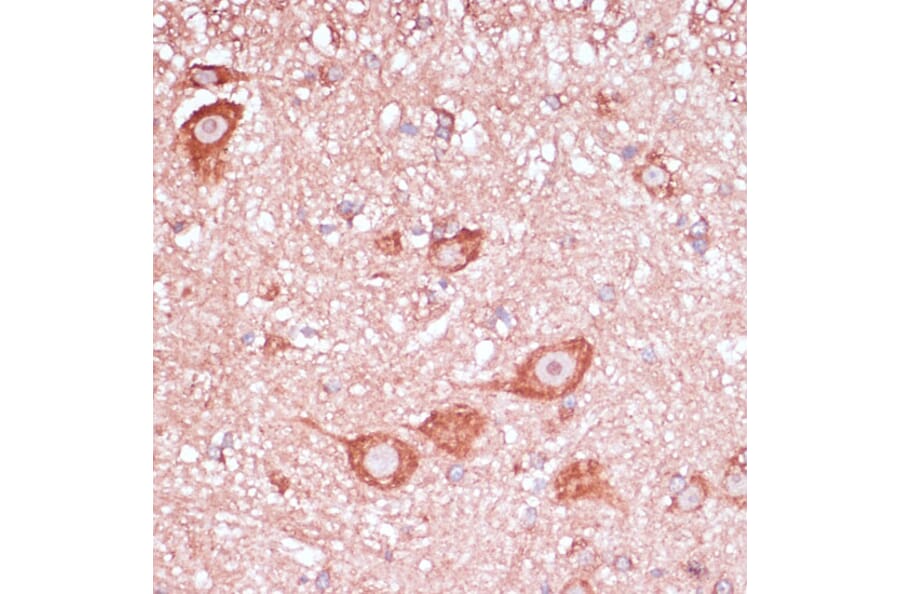 Immunohistochemistry - Anti-RPL32 Antibody (A88458) - Antibodies.com
