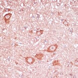 Immunohistochemistry - Anti-RPL32 Antibody (A88458) - Antibodies.com