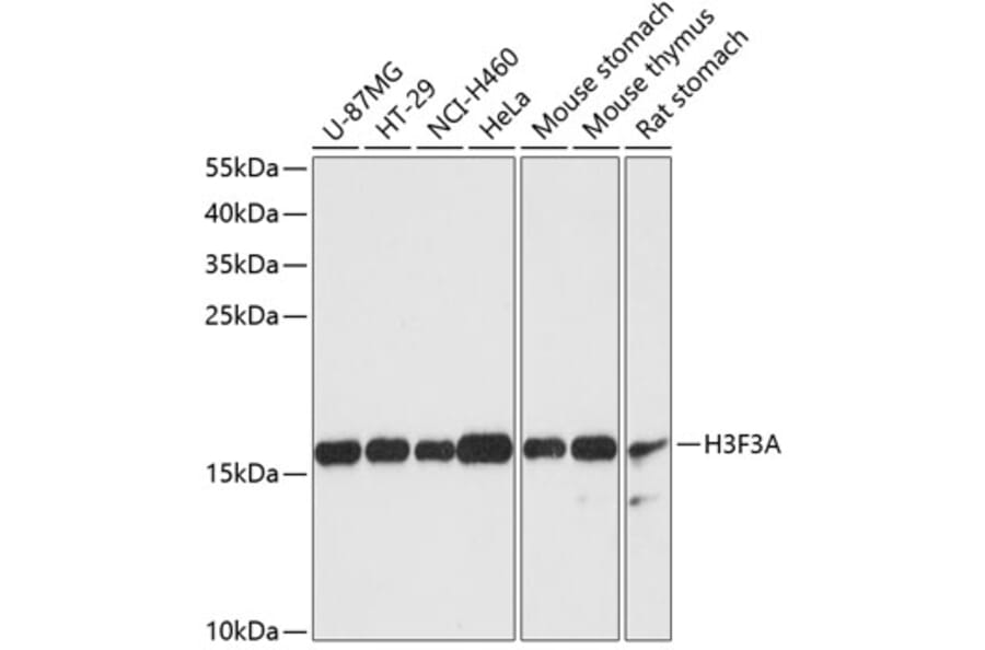 Western Blot - Anti-Histone H3.3 Antibody (A88459) - Antibodies.com