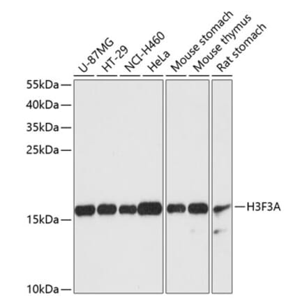 Western Blot - Anti-Histone H3.3 Antibody (A88459) - Antibodies.com
