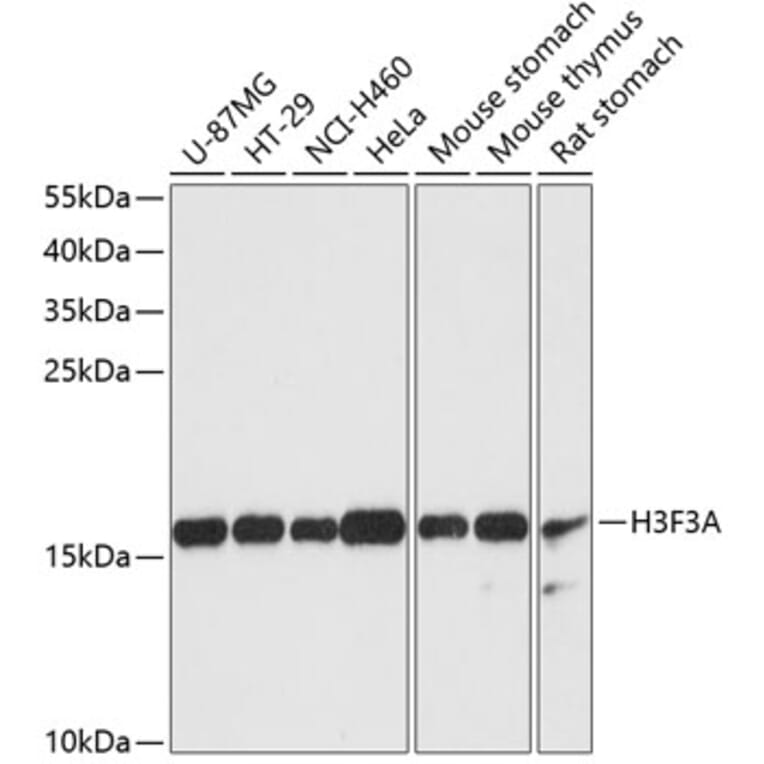 Western Blot - Anti-Histone H3.3 Antibody (A88459) - Antibodies.com