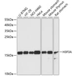 Western Blot - Anti-Histone H3.3 Antibody (A88459) - Antibodies.com