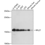 Western Blot - Anti-RPL27/RPL27A Antibody (A88460) - Antibodies.com