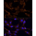 Immunofluorescence - Anti-RPL27/RPL27A Antibody (A88460) - Antibodies.com
