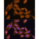 Immunofluorescence - Anti-RPL27/RPL27A Antibody (A88460) - Antibodies.com