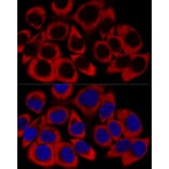 Immunofluorescence - Anti-RPL27/RPL27A Antibody (A88460) - Antibodies.com