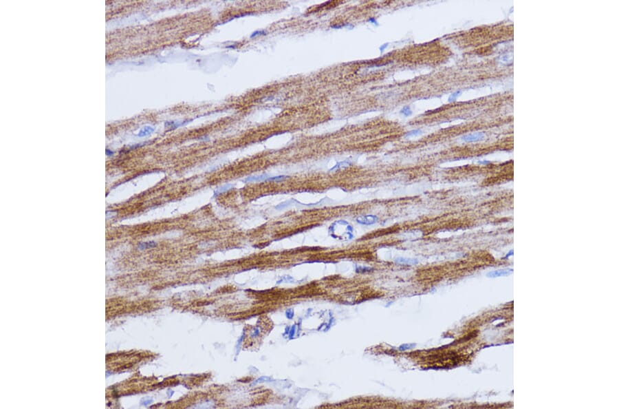 Immunohistochemistry - Anti-NDUFB7 Antibody (A88461) - Antibodies.com