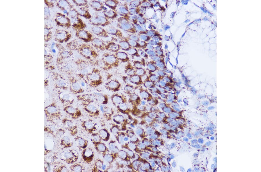 Immunohistochemistry - Anti-NDUFB7 Antibody (A88461) - Antibodies.com