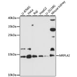 Western Blot - Anti-MRPL42 Antibody (A88462) - Antibodies.com