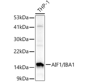 Western Blot - Anti-Iba1 Antibody (A88463) - Antibodies.com