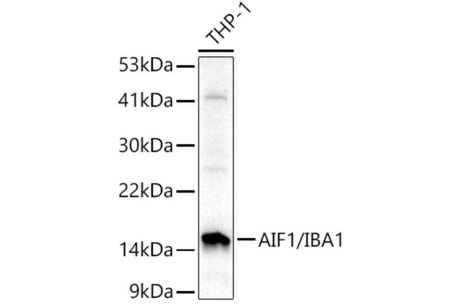 Western Blot - Anti-Iba1 Antibody (A88463) - Antibodies.com