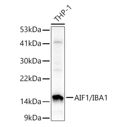 Western Blot - Anti-Iba1 Antibody (A88463) - Antibodies.com