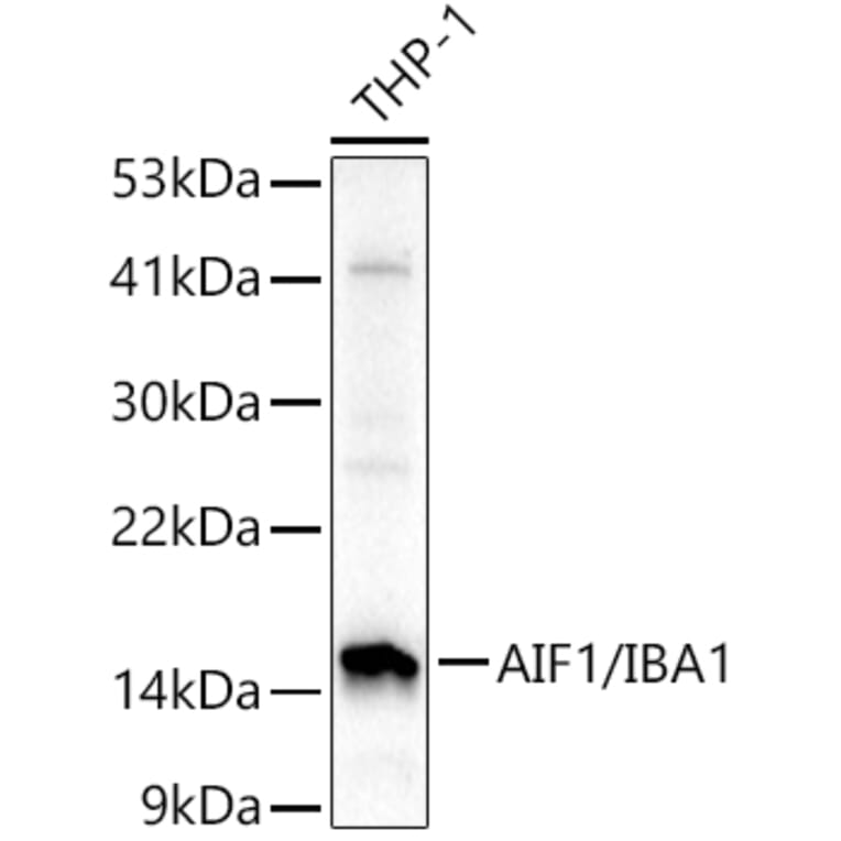 Western Blot - Anti-Iba1 Antibody (A88463) - Antibodies.com