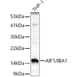 Western Blot - Anti-Iba1 Antibody (A88463) - Antibodies.com