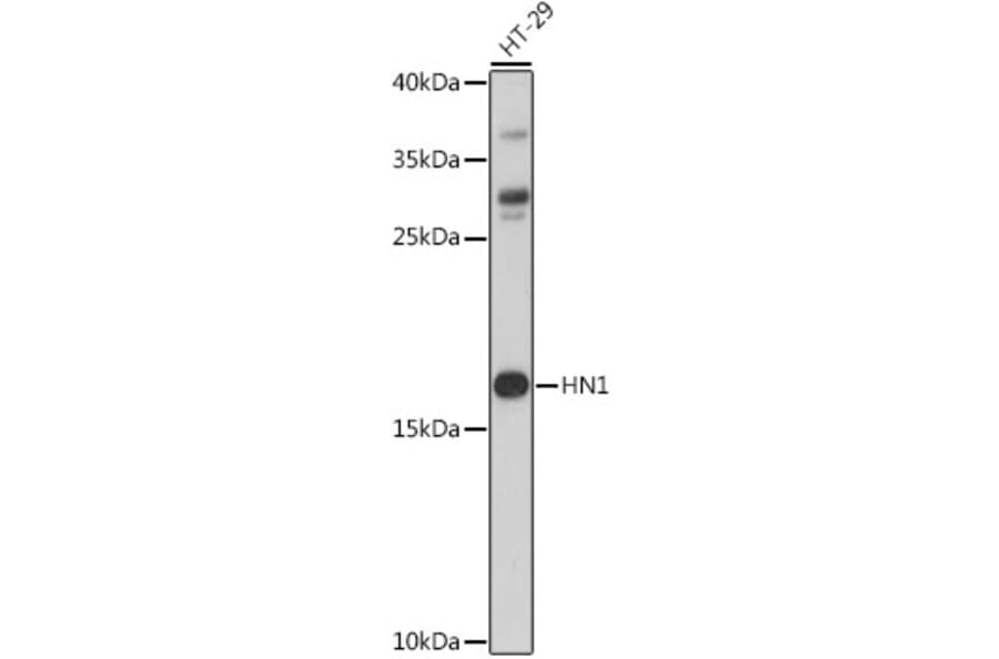 Western Blot - Anti-HN1 Antibody (A88464) - Antibodies.com