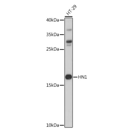 Western Blot - Anti-HN1 Antibody (A88464) - Antibodies.com