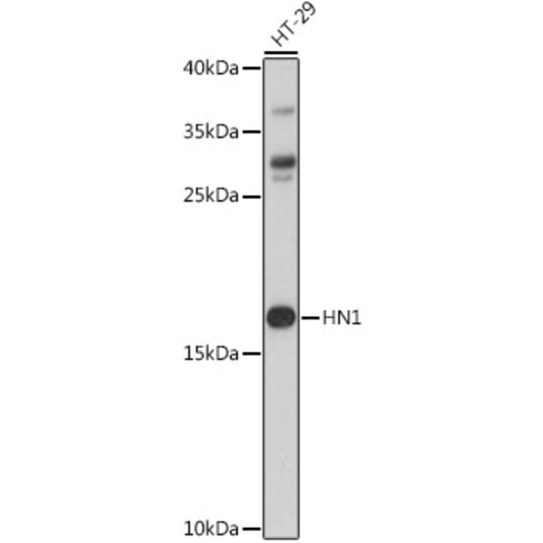 Western Blot - Anti-HN1 Antibody (A88464) - Antibodies.com